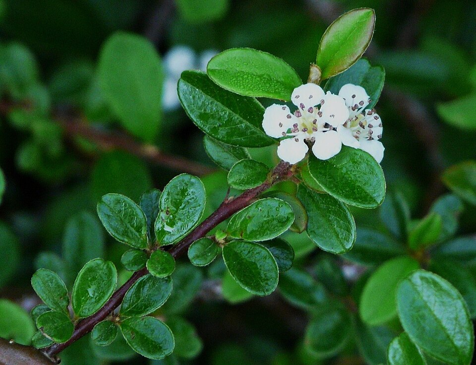 Cotoneaster dammeri (Bearberry Cotoneaster) (alternate view 6)