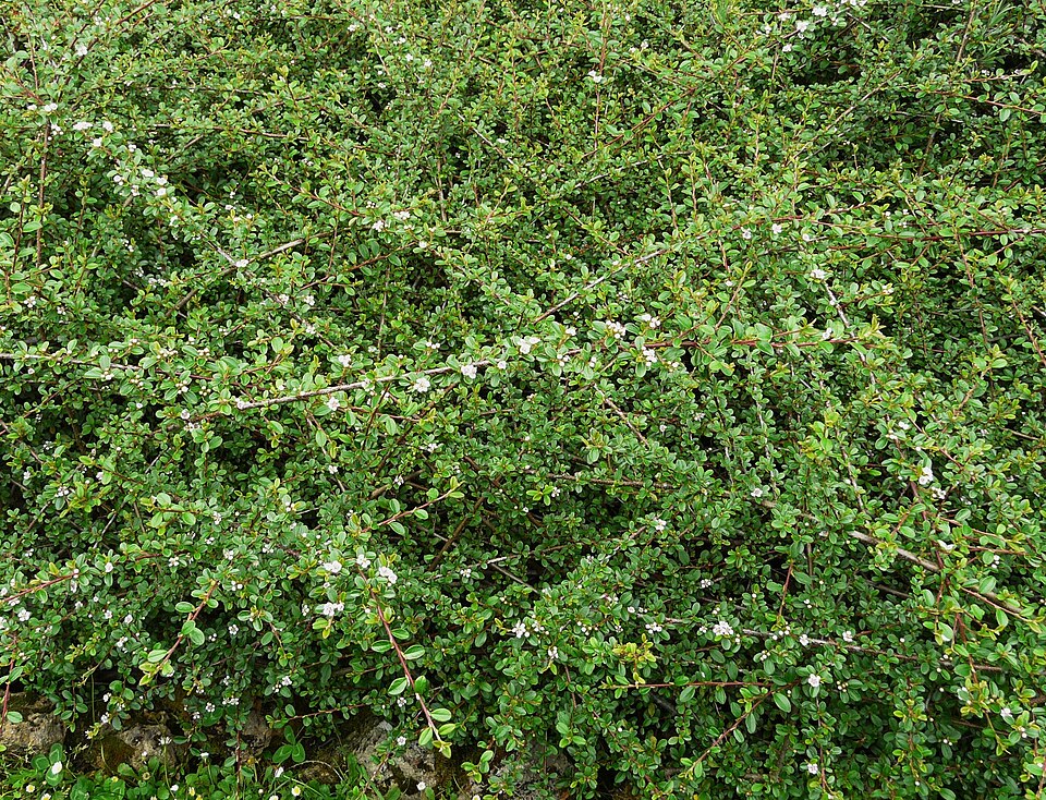 Cotoneaster dammeri (Bearberry Cotoneaster) (alternate view 7)