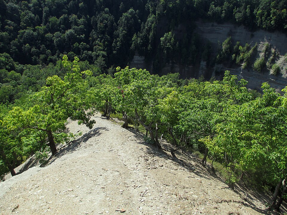 Quercus montana (chestnut oak)