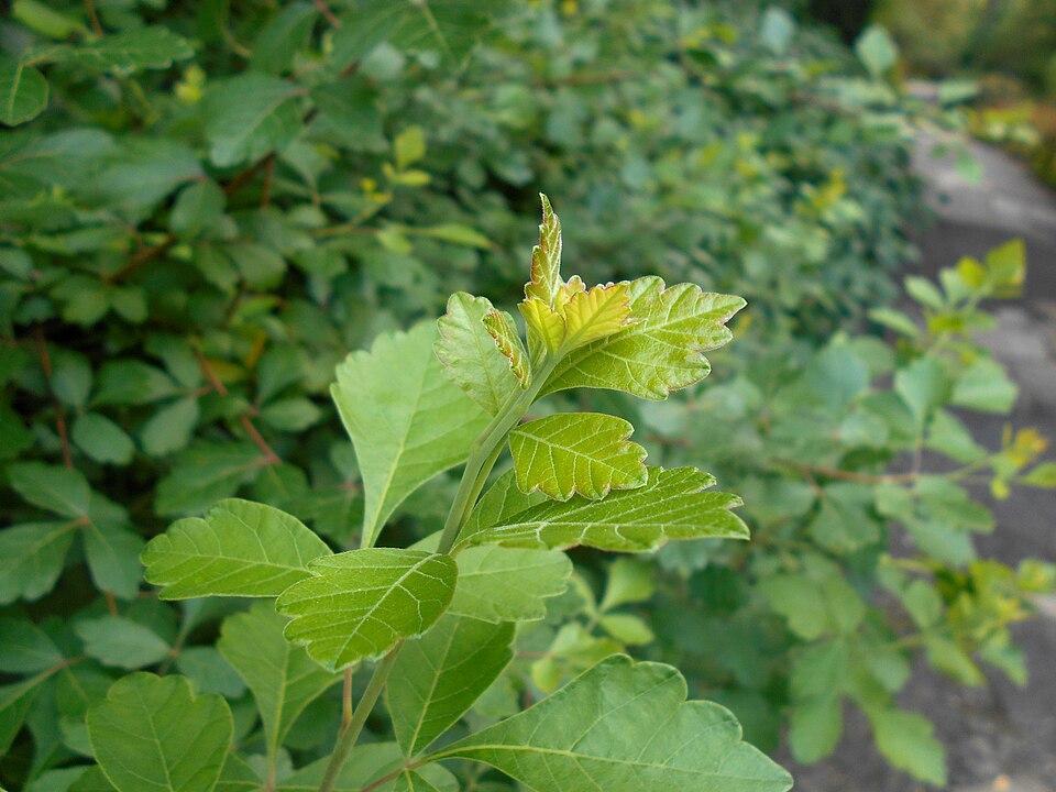 Rhus aromatica (fragrant sumac)