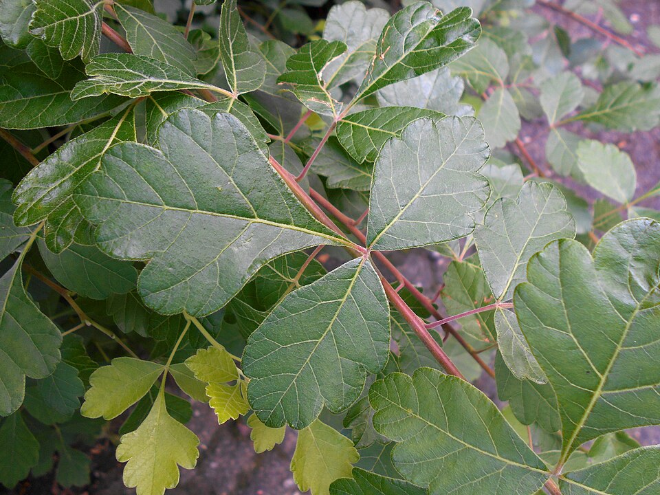 Rhus aromatica (fragrant sumac)