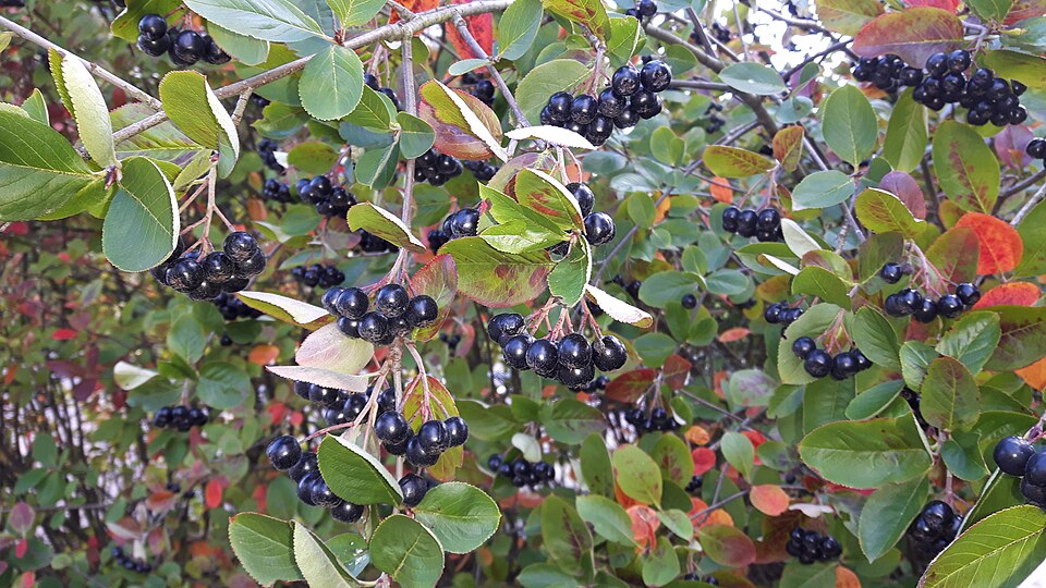 Aronia × prunifolia (purple chokeberry) (alternate view 12)