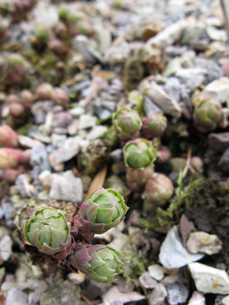 Rhodiola rosea (Roseroot)
