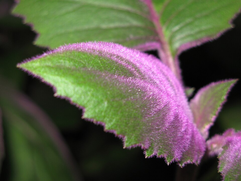 Gynura aurantiaca (Purple Passion Plant) (alternate view 7)