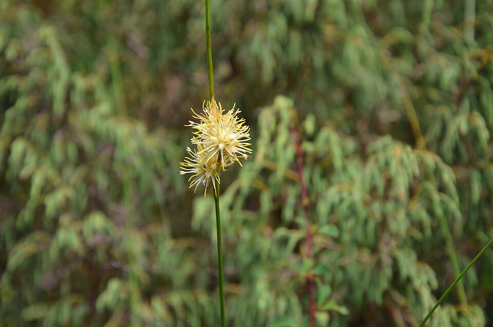 Juncus (Rushes) (alternate view 5)