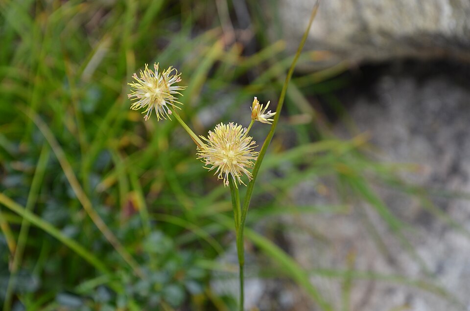 Juncus (Rushes) (alternate view 6)