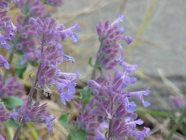 Nepeta racemosa, Persian catmint — mounding deciduous (Lamiaceae) (image 1 of 10)