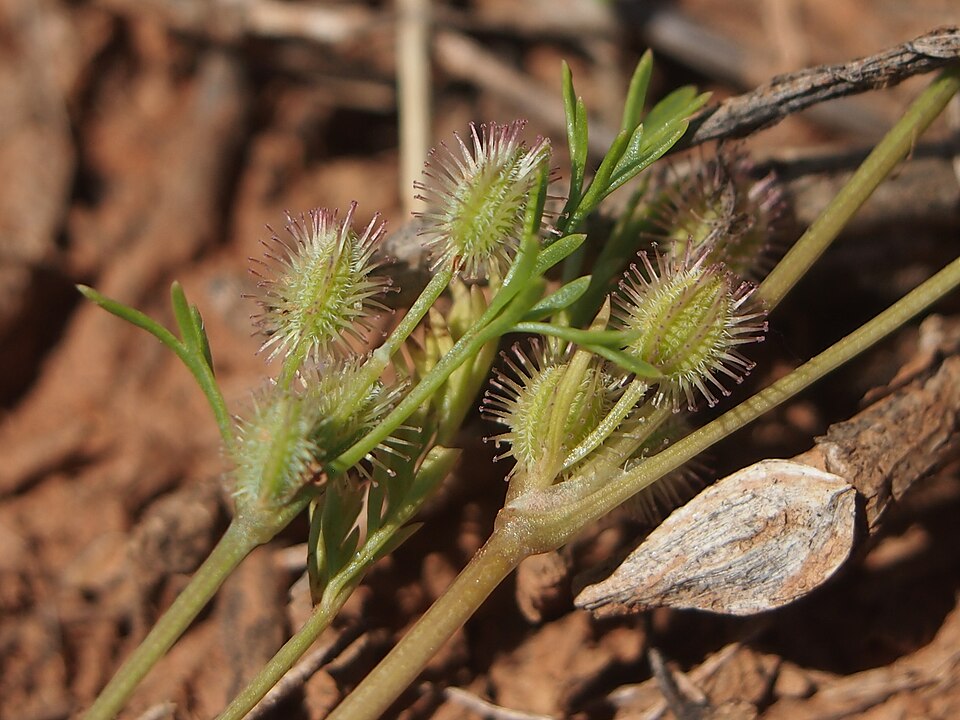 Daucus glochidiatus (Australian Carrot) (alternate view 6)