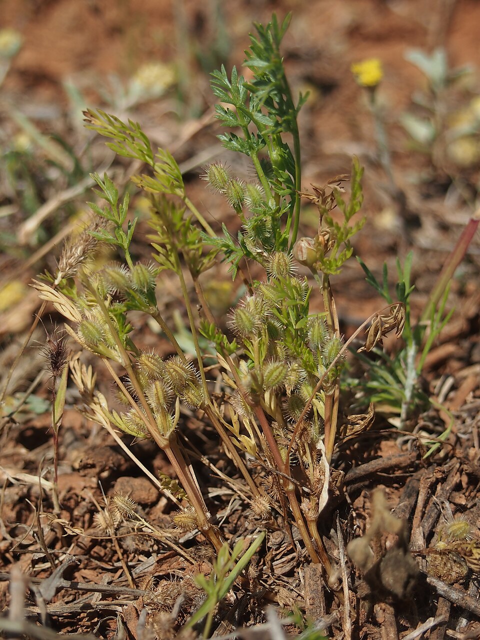 Daucus glochidiatus (Australian Carrot) (alternate view 7)