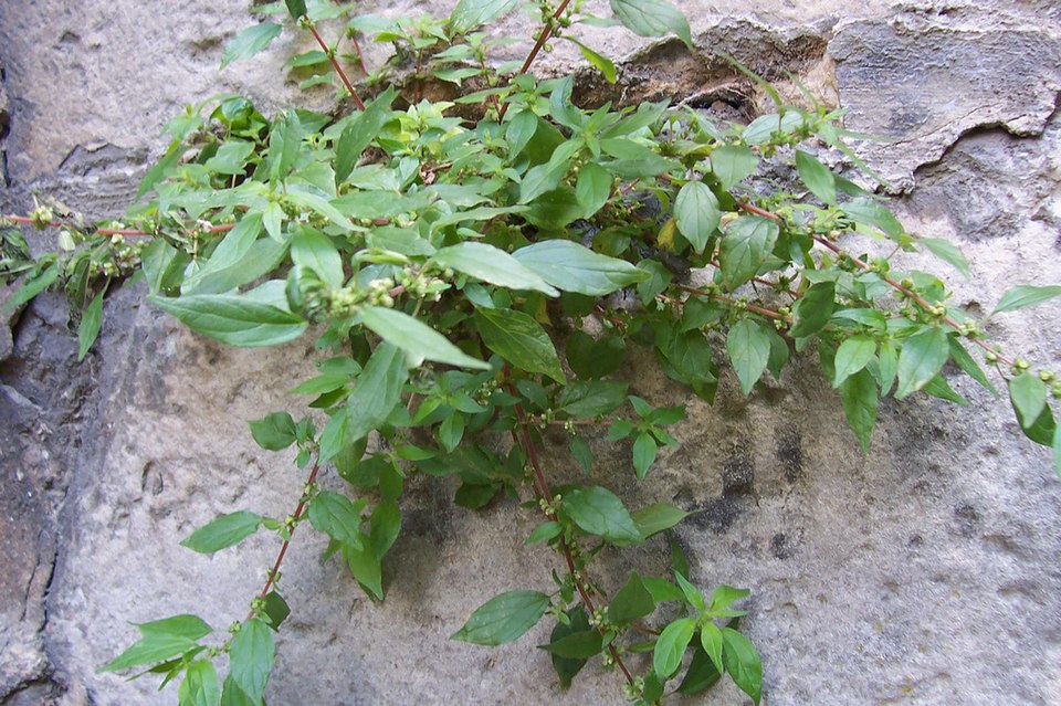 Parietaria judaica (pellitory-of-the-wall)