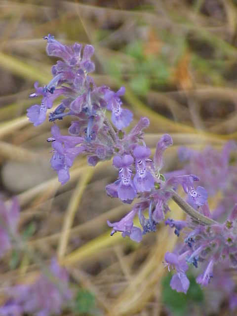 Nepeta racemosa, Persian catmint — mounding deciduous (Lamiaceae) (image 2 of 10)