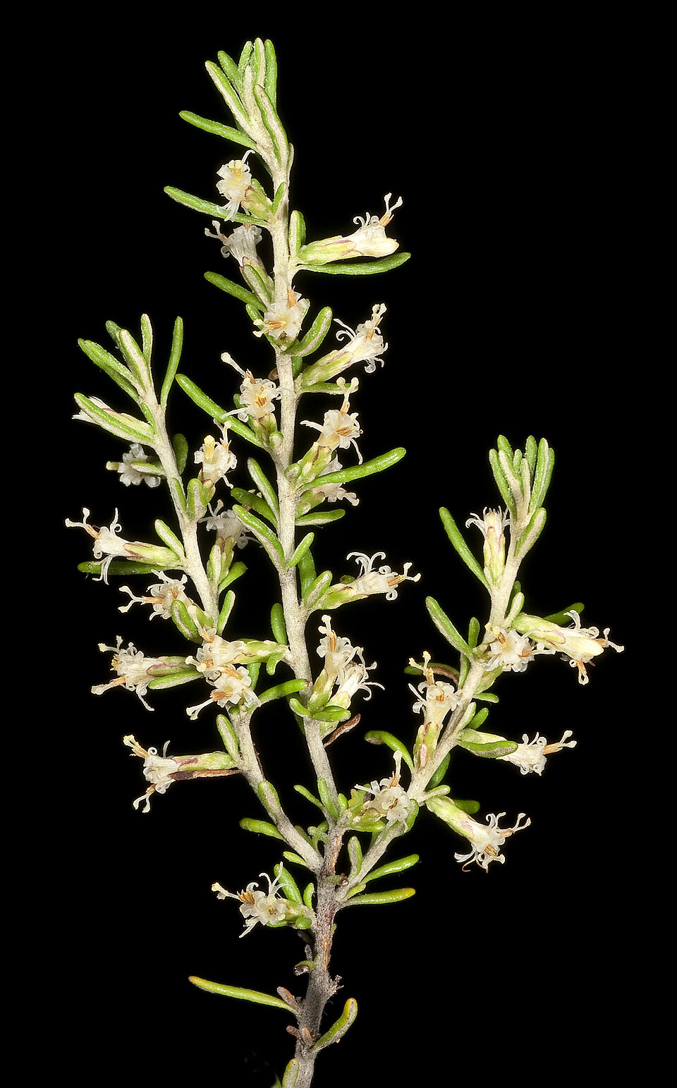Olearia axillaris (Coastal Daisy-Bush) (alternate view 9)
