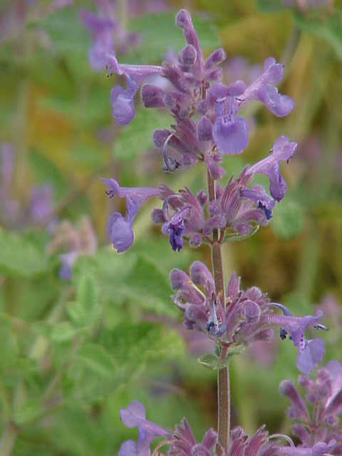 Nepeta racemosa, Persian catmint — mounding deciduous (Lamiaceae) (image 3 of 10)