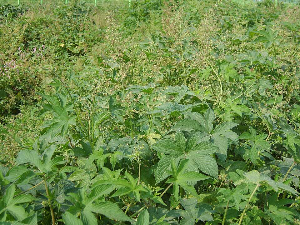 Humulus scandens (Japanese Hops) (alternate view 9)
