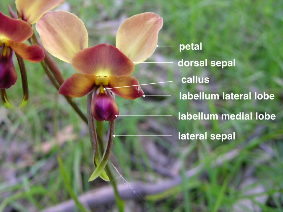 Diuris orientis (Wallflower orchid) (alternate view 2)