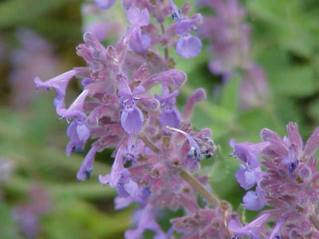 Nepeta racemosa, Persian catmint — mounding deciduous (Lamiaceae) (image 4 of 10)