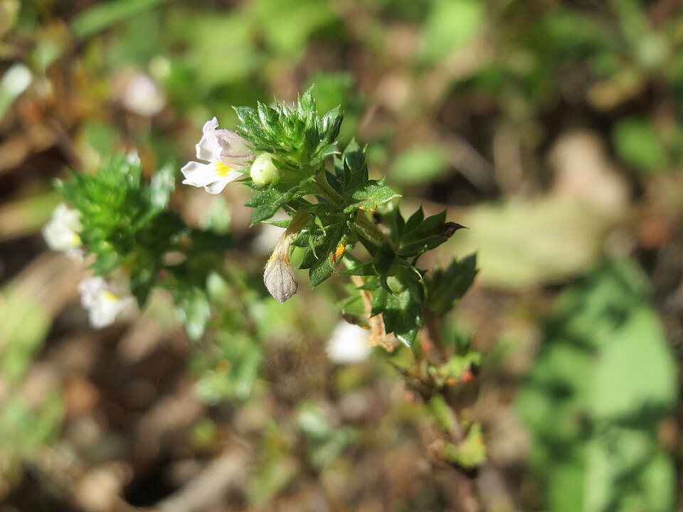 Euphrasia nemorosa (Common Eyebright)