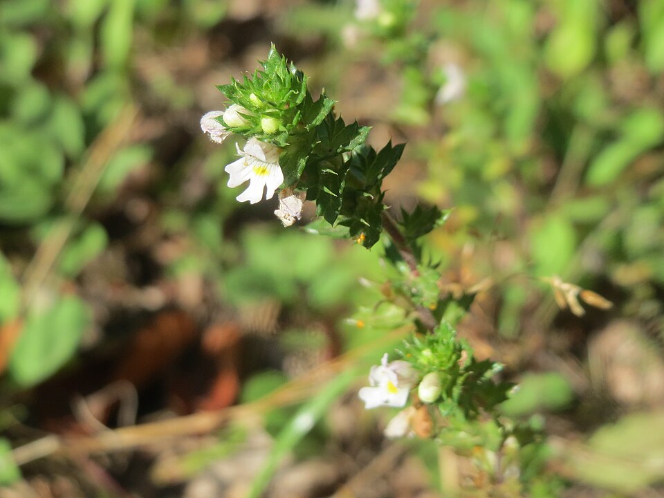 Euphrasia nemorosa (Common Eyebright)