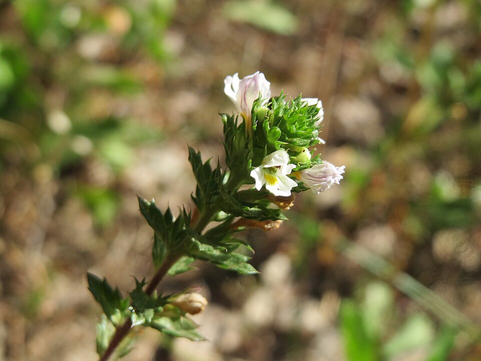 Euphrasia nemorosa (Common Eyebright)
