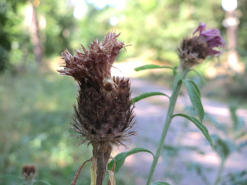 Centaurea stoebe (spotted knapweed) (alternate view 10)