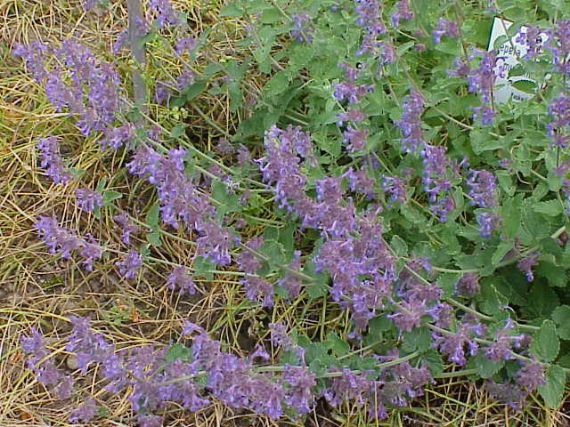 Nepeta racemosa, Persian catmint — mounding deciduous (Lamiaceae) (image 5 of 10)