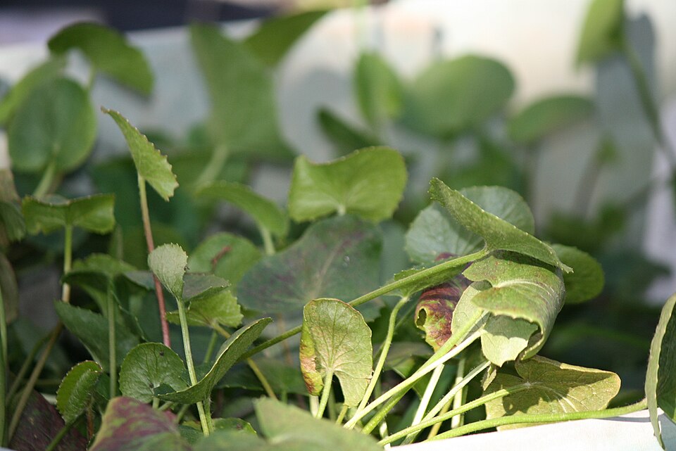 Centella (Pennywort)