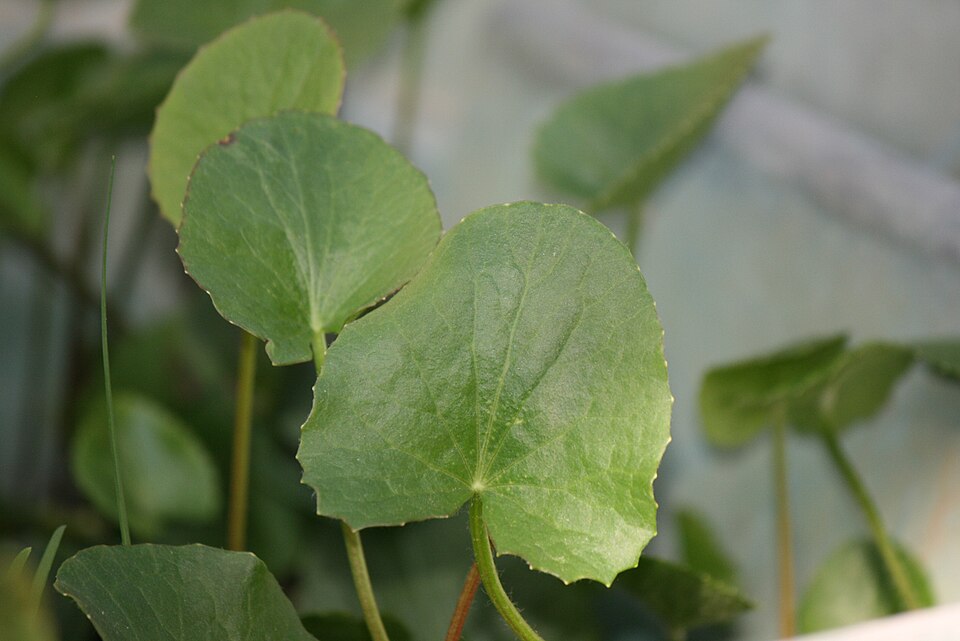 Centella (Pennywort) (alternate view 2)