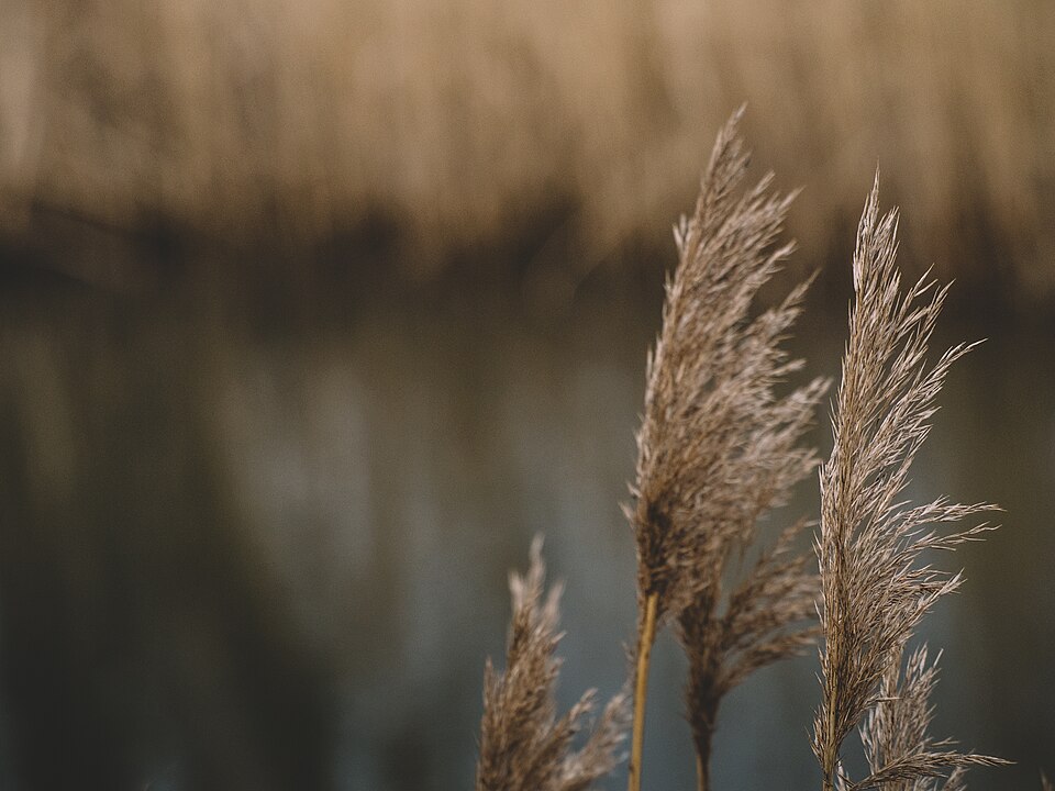 Cortaderia selloana (Pampas Grass) (alternate view 6)