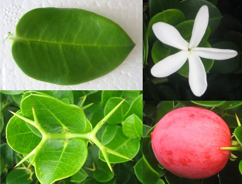 Carissa macrocarpa (Natal Plum) (alternate view 5)