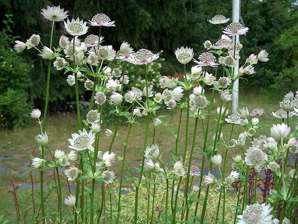 Astrantia major (Great Masterwort) (alternate view 11)