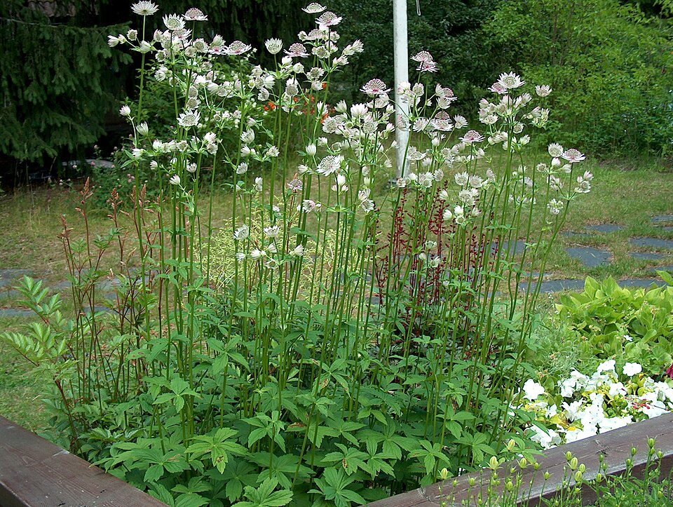 Astrantia major (Great Masterwort) (alternate view 12)