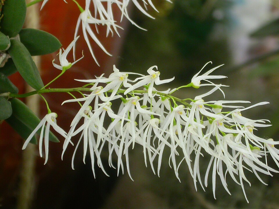 Dendrobium linguiforme (tongue orchid) (alternate view 6)