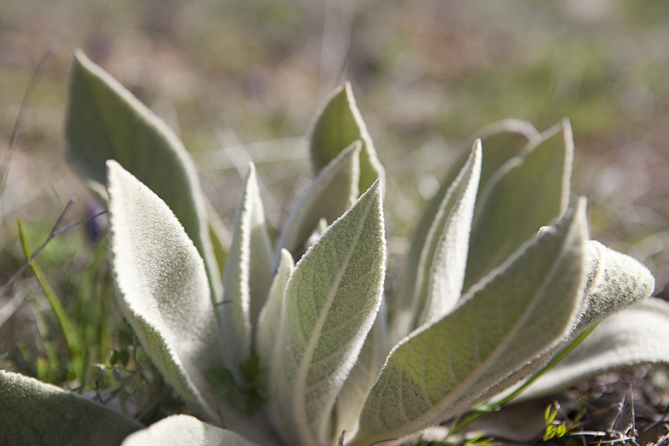 Verbascum (mulleins) (alternate view 5)