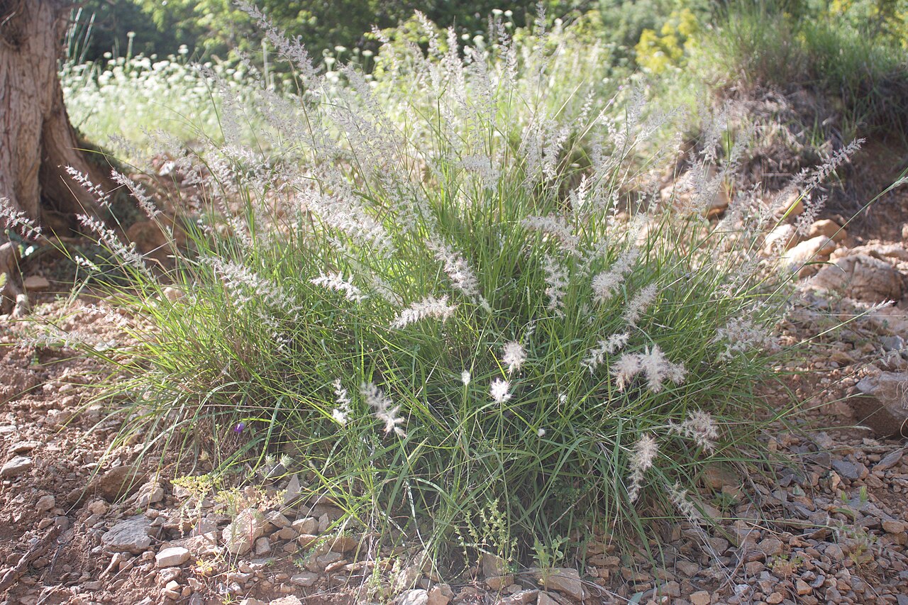 Pennisetum orientale (Oriental Fountain Grass)