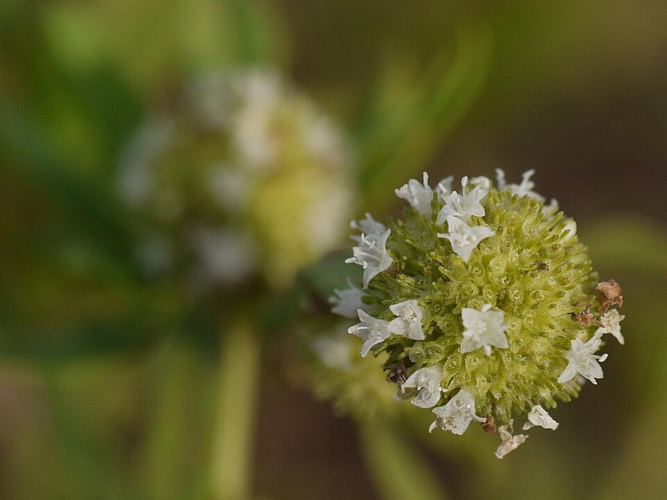 Spermacoce verticillata (shrubby false buttonweed) (alternate view 5)