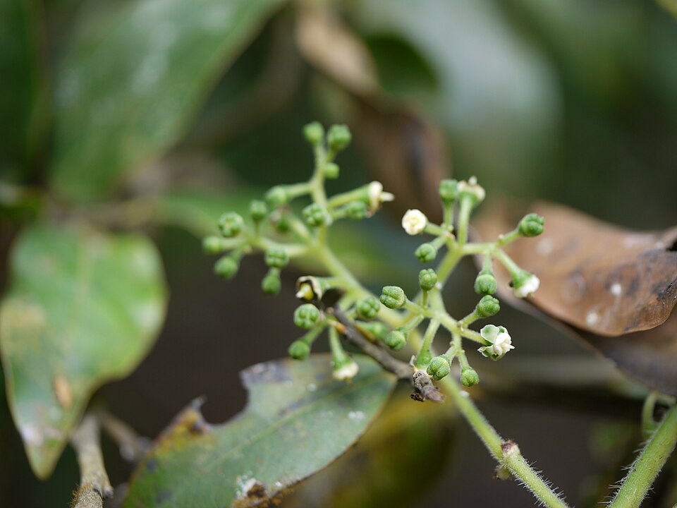 Cissus (Treebine)
