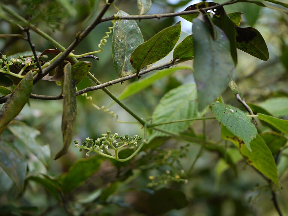 Cissus (Treebine) (alternate view 2)