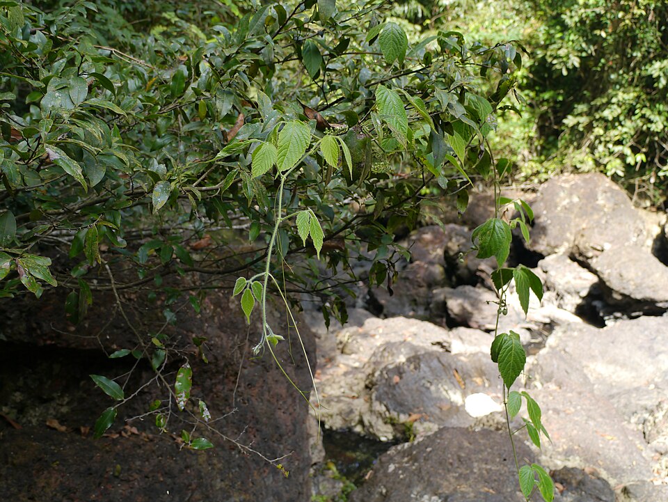 Cissus (Treebine) (alternate view 3)