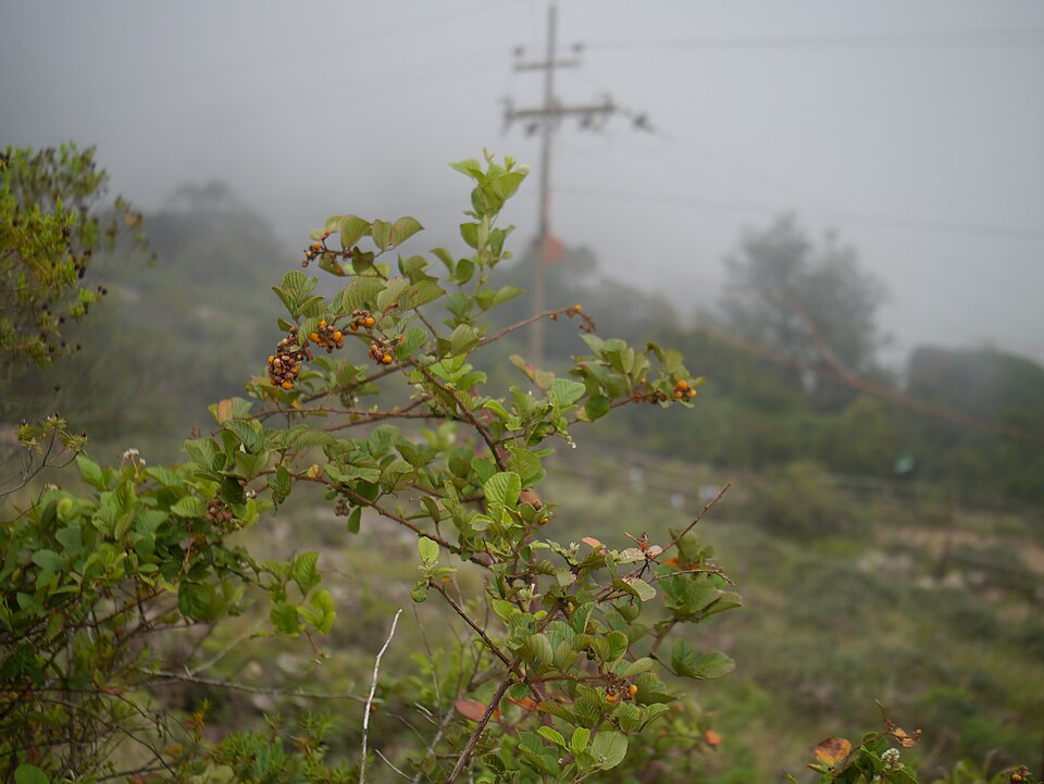 Rubus ellipticus (Golden Raspberry) (alternate view 11)