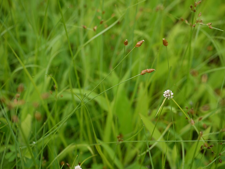 Xyris (Yellow-eyed Grasses) (alternate view 4)