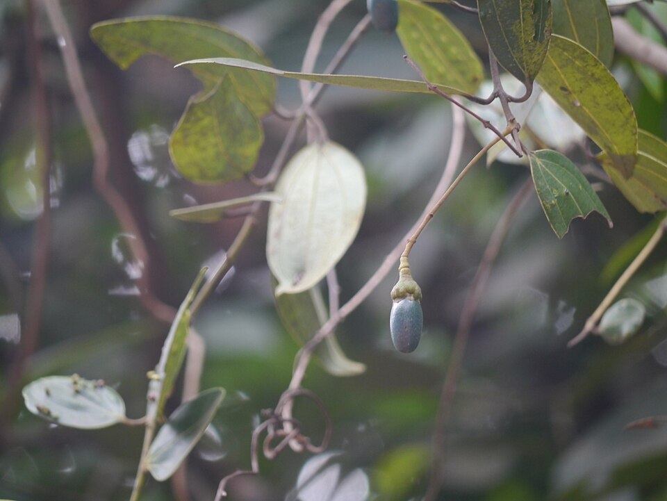Cinnamomum verum (True Cinnamon) (alternate view 10)