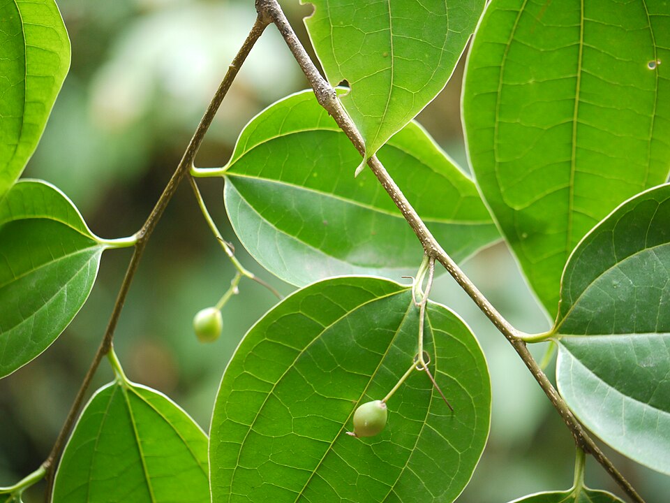Celtis (hackberries) (alternate view 7)