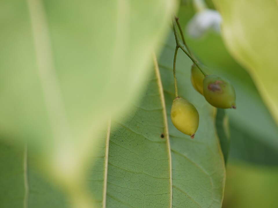 Celtis (hackberries) (alternate view 8)