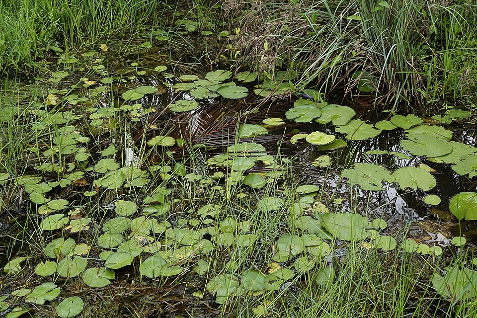 Nymphaea (Waterlilies) (alternate view 4)