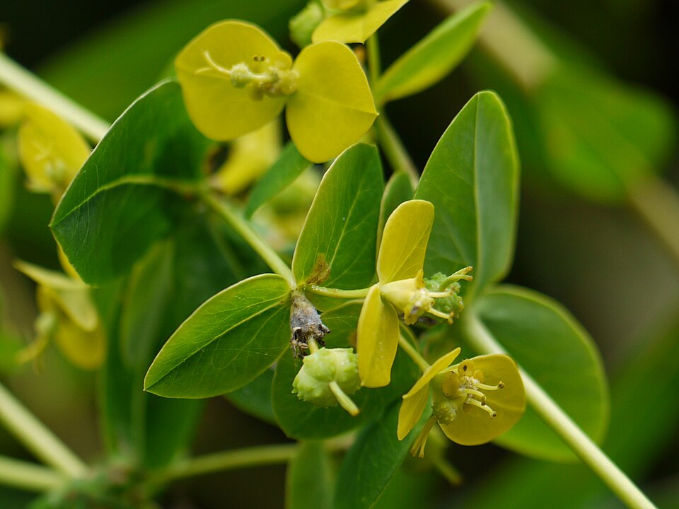 Euphorbia cornigera (Horned Spurge) (alternate view 3)