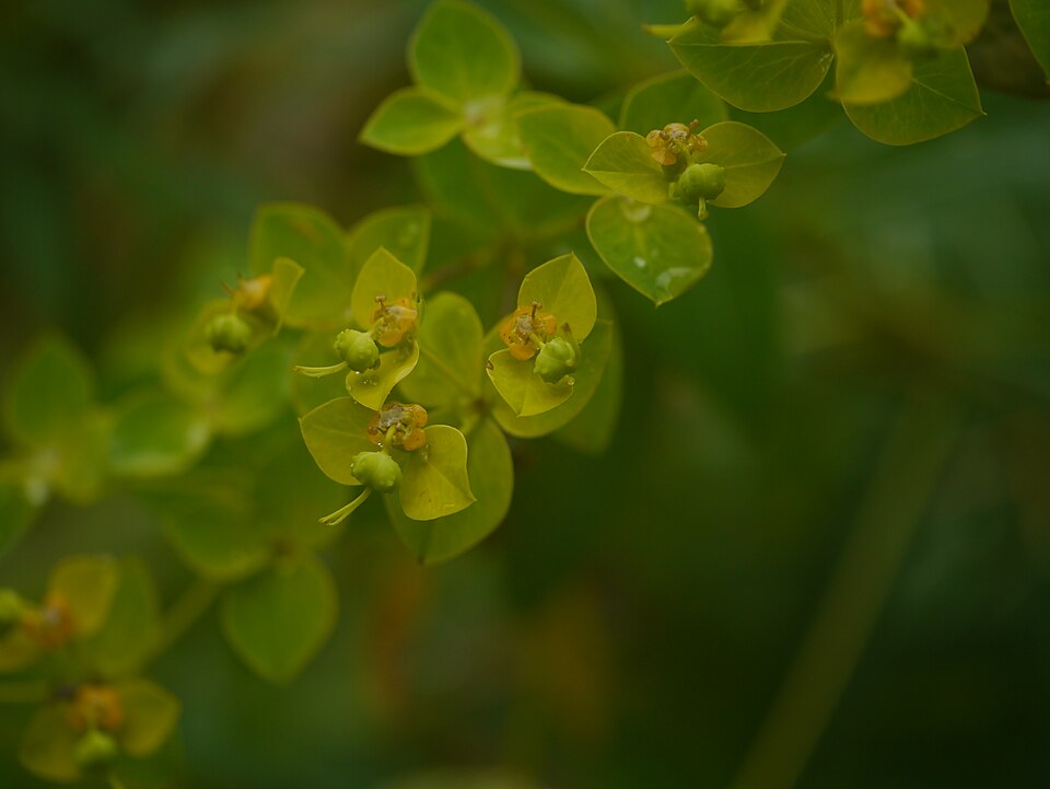 Euphorbia cornigera (Horned Spurge) (alternate view 4)