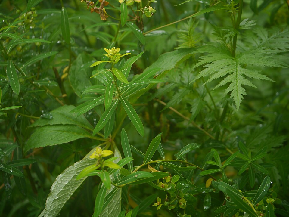 Euphorbia cornigera (Horned Spurge) (alternate view 5)