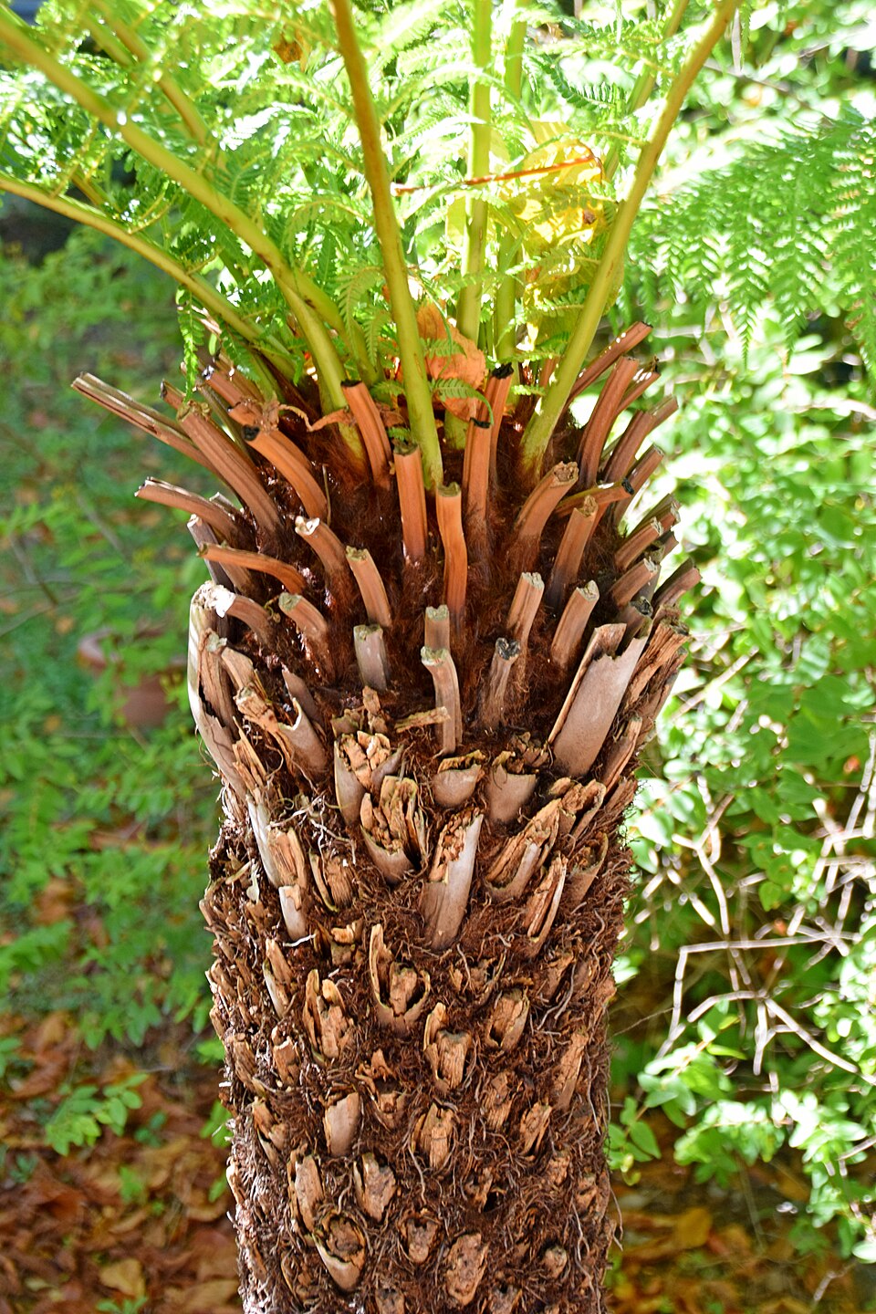 Dicksonia antarctica (man fern) (alternate view 5)