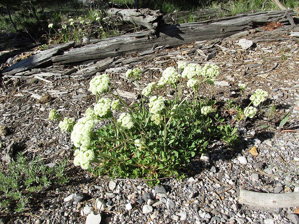 Eriogonum (wild buckwheats) (alternate view 8)