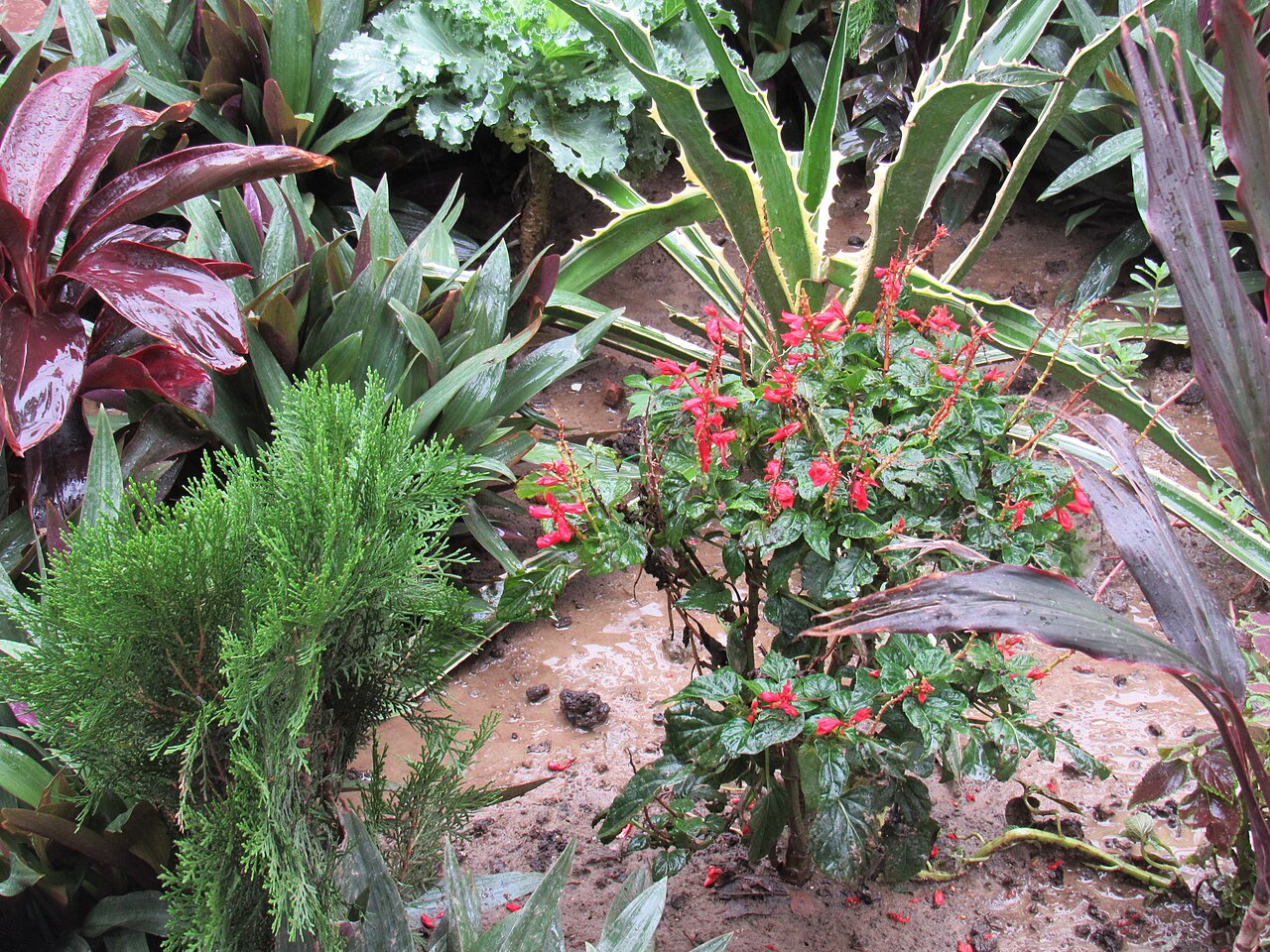 Salvia splendens, Scarlet sage — upright (Lamiaceae) (image 8 of 10)